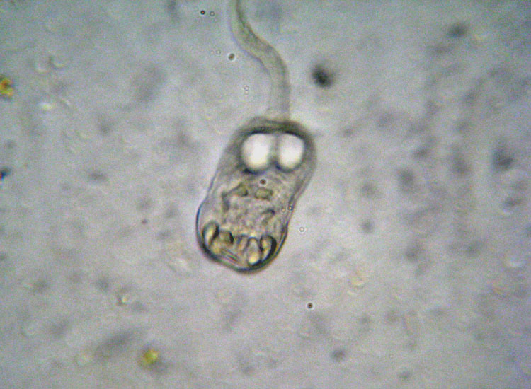 Larva di ascidiacea?